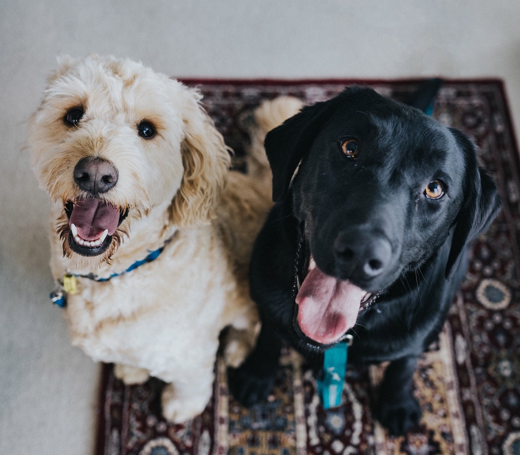 pets in senior living communities, happy dogs